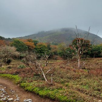 藤原岳山頂はガスってました