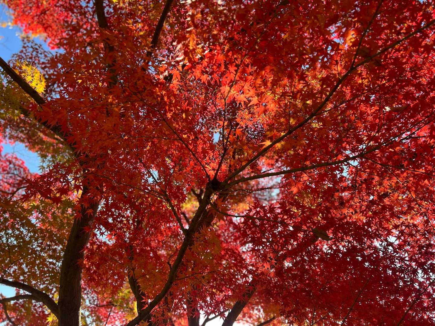 こんなに綺麗に紅葉🍁した木々を見れるとは思ってなかったのでテンションがあがる二人🤭