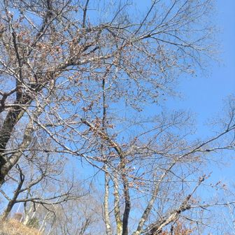 この辺りの桜はあと少しで咲きそうです