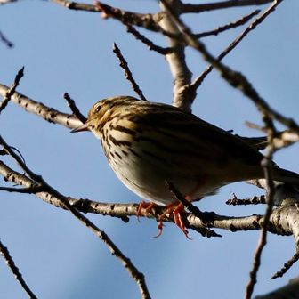 ビンズイ
足元の低木でヤマガラも見れました。