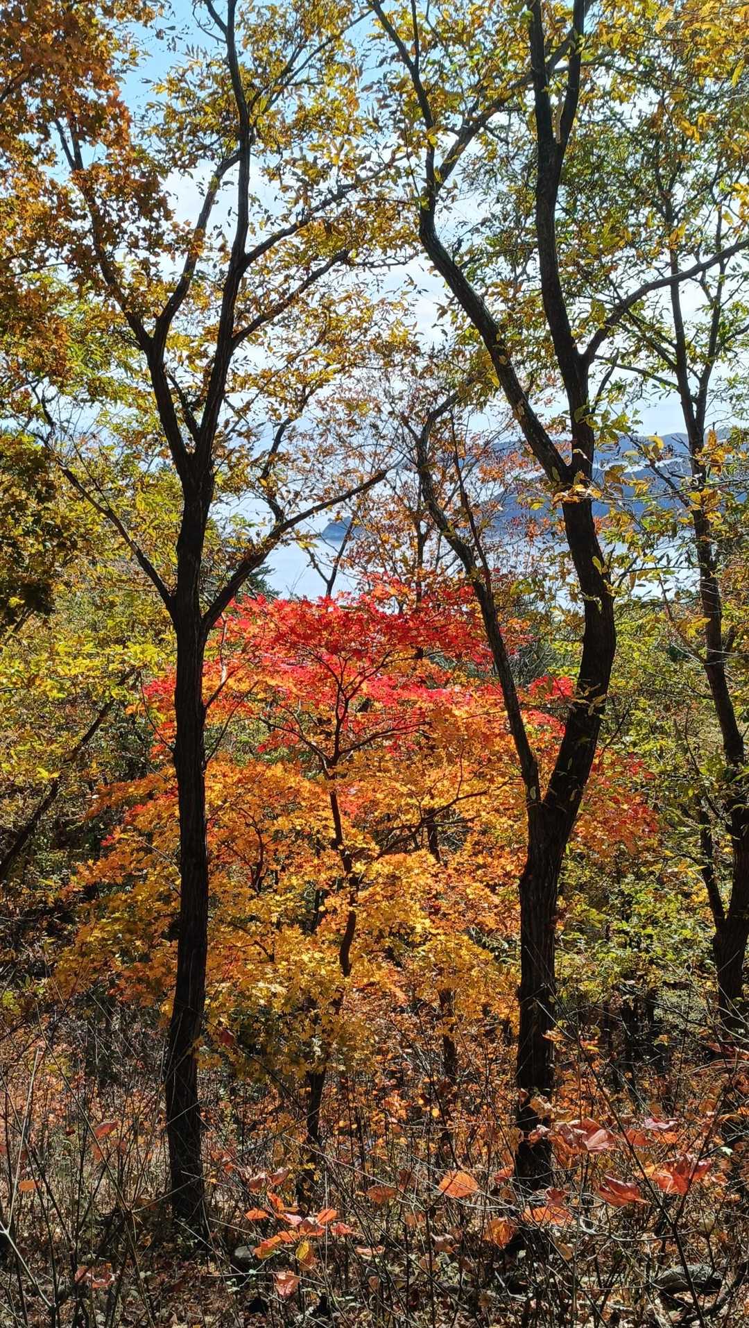 鯨山 周回コースの写真