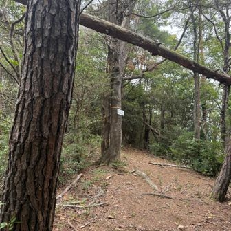 歩きやすい登山道😊