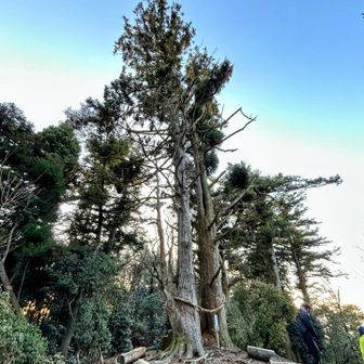 天狗杉🌲