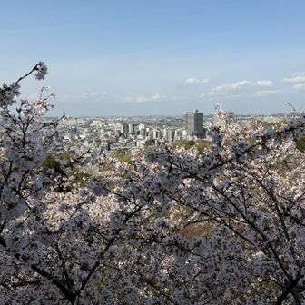 桜が満開🌸
でも少し桜吹雪が舞っていて、ギリセーフ？😓