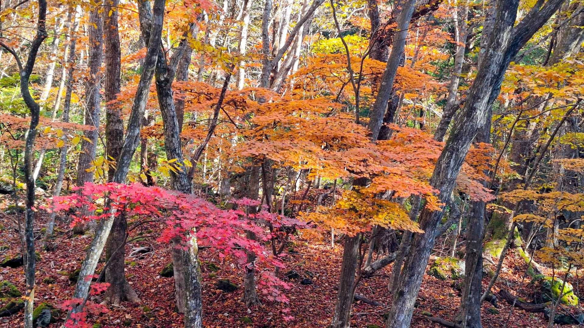 本栖湖観光案内所バス停-城山登山口-青木ヶ原自然歩道入口 縦走コースの写真