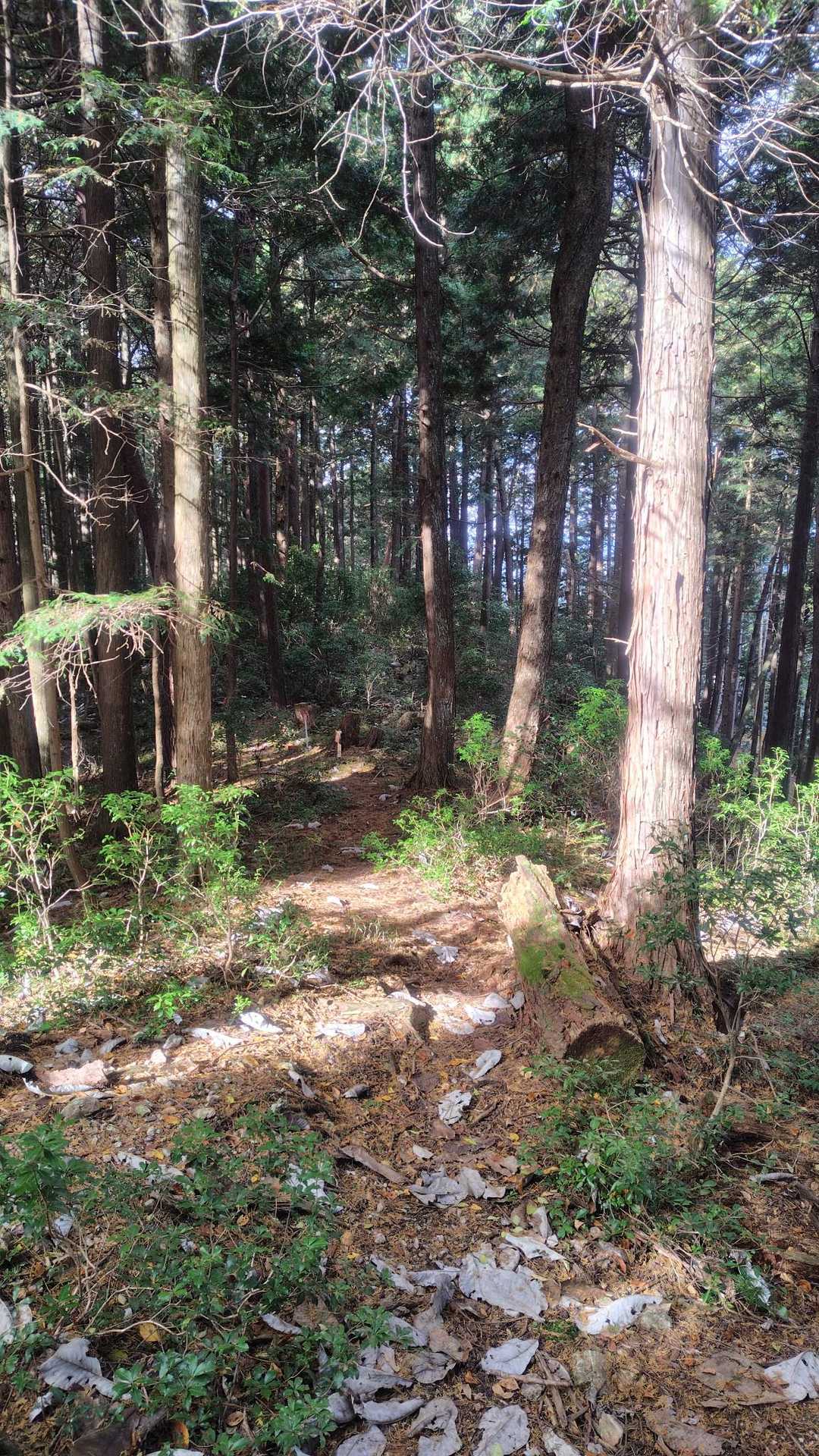 東殿山 周回コースの写真