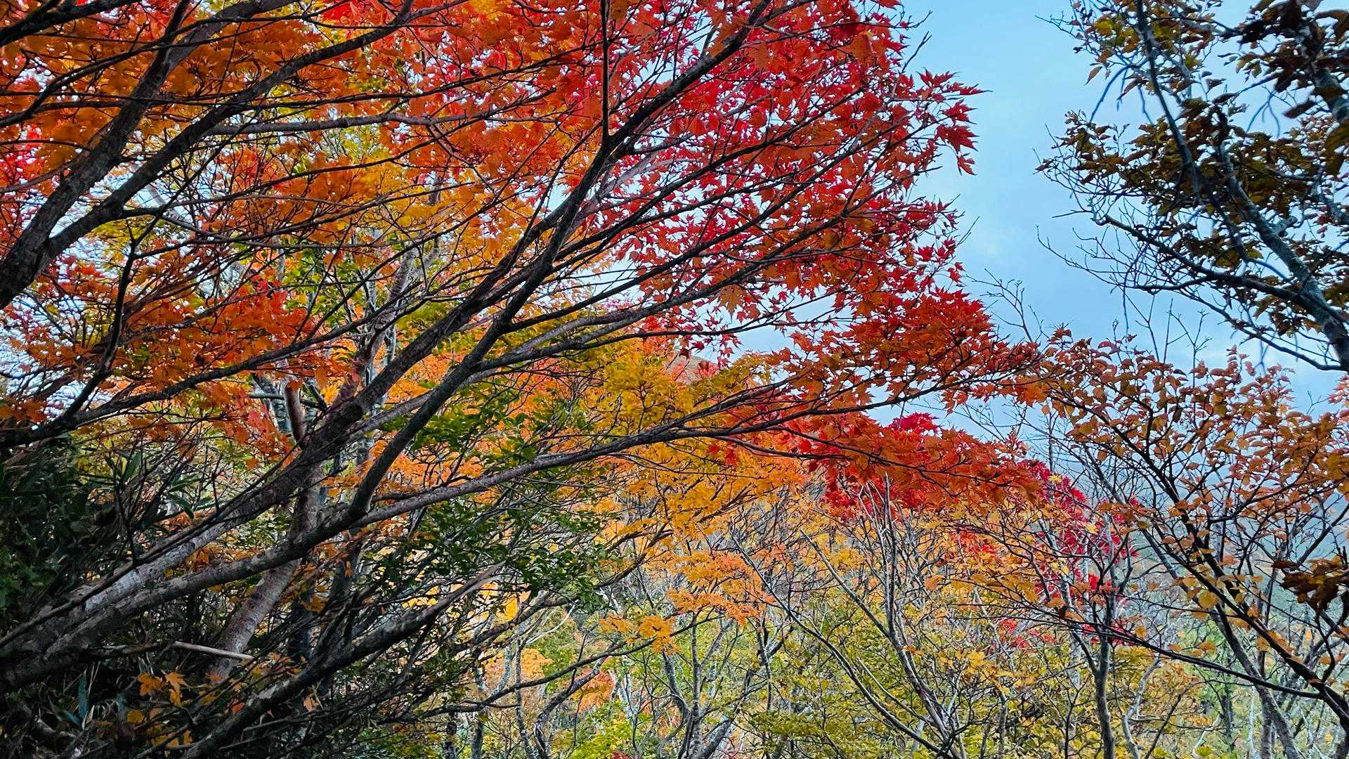 紅葉が馬鹿みたいに綺麗