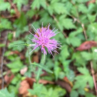 アザミ🌸
アサギマダラ🦋は…居ませんでした〜ｯ！😅