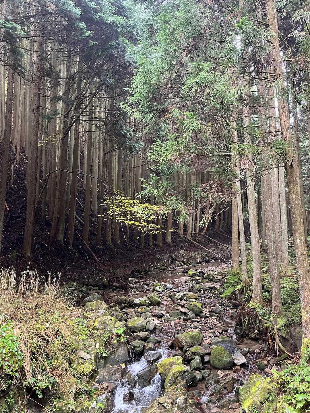 尼ヶ岳 往復コースの写真