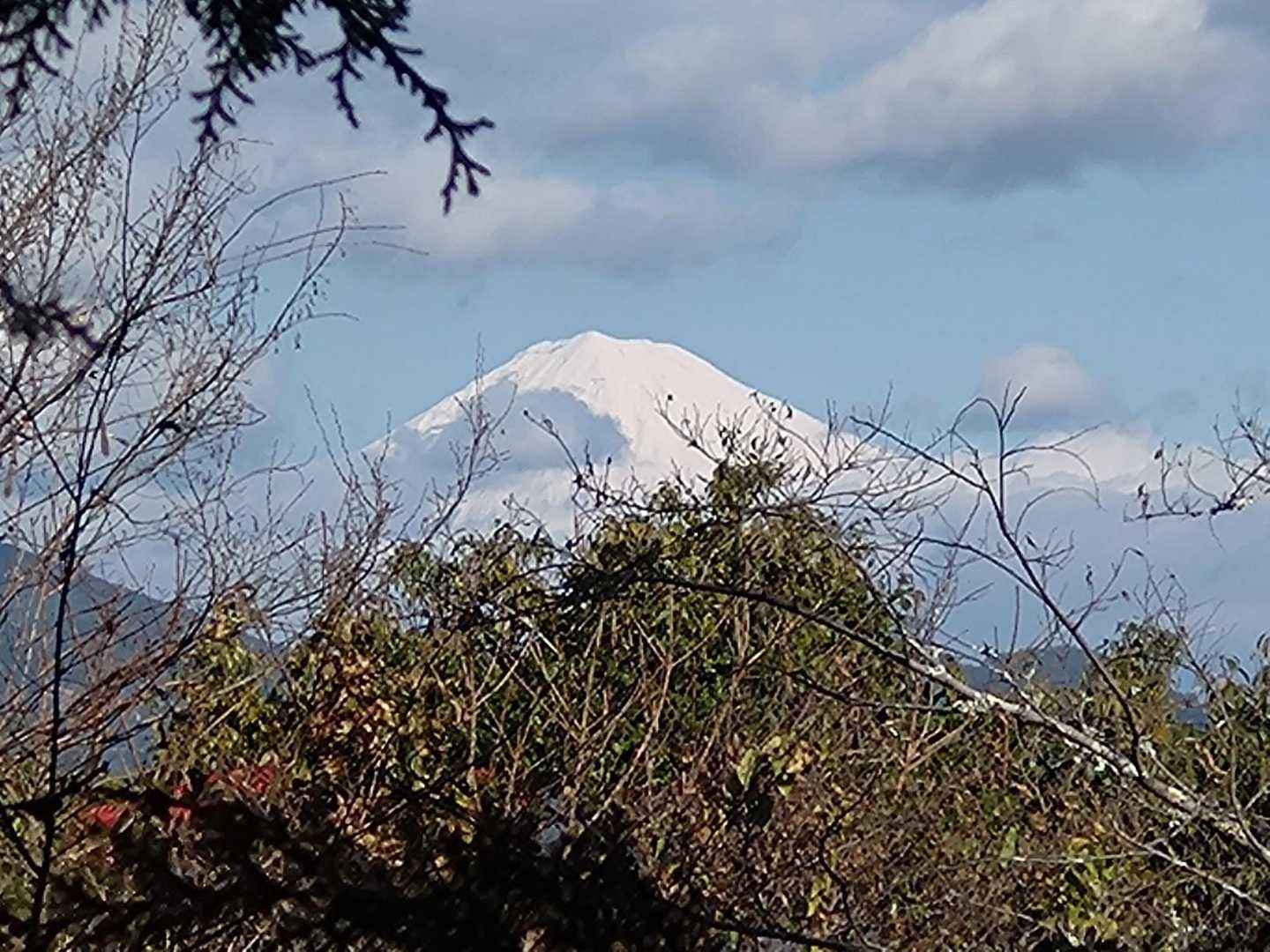 ギリギリ木の合間から富士山🗻