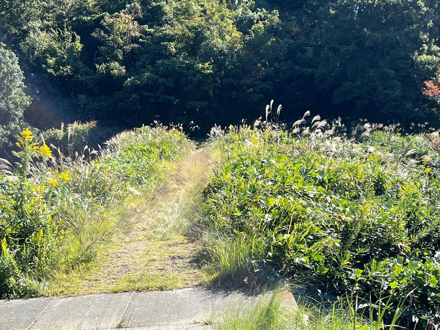 ススキ🌾