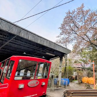 始業前のロープウェー越しに桜！