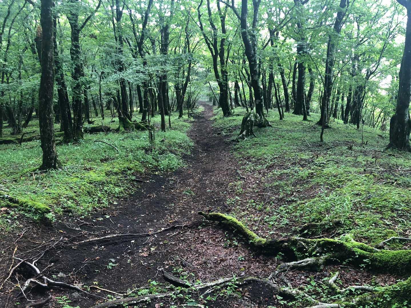 緑が綺麗です。　別動隊との合流を図るため特にゆっくり楽しんでいます。気温も過ごし易くて、ストレスフリーです。🙌