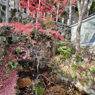 少しだけ残ってた紅葉🍁