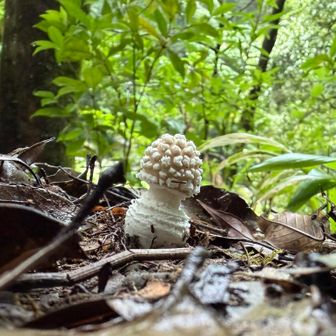 🍄ベニテングダケみたいに派手さはないけど、
　渓谷の妖精🧚　かわい過ぎる🥰
