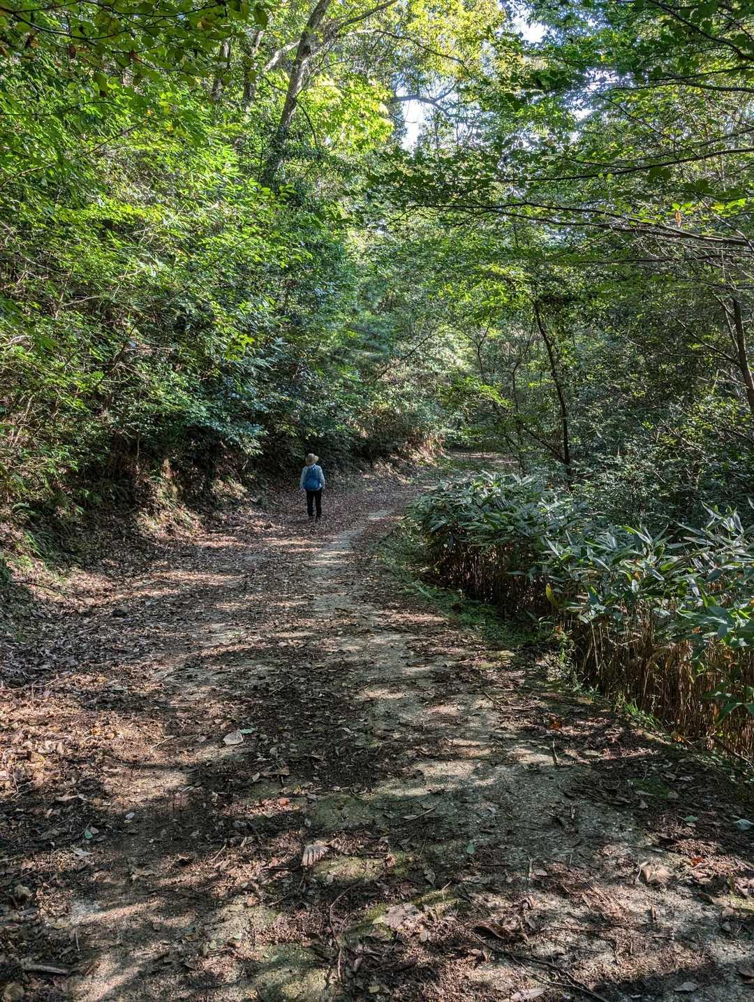 安心できる広さの山道
