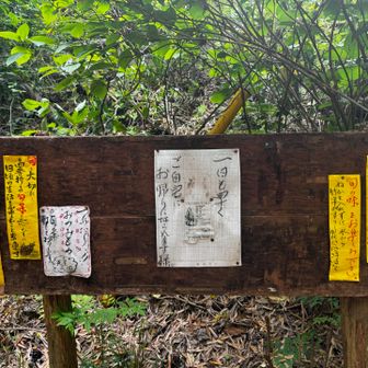 若竹売ってる