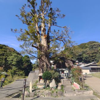 石抱きの榧