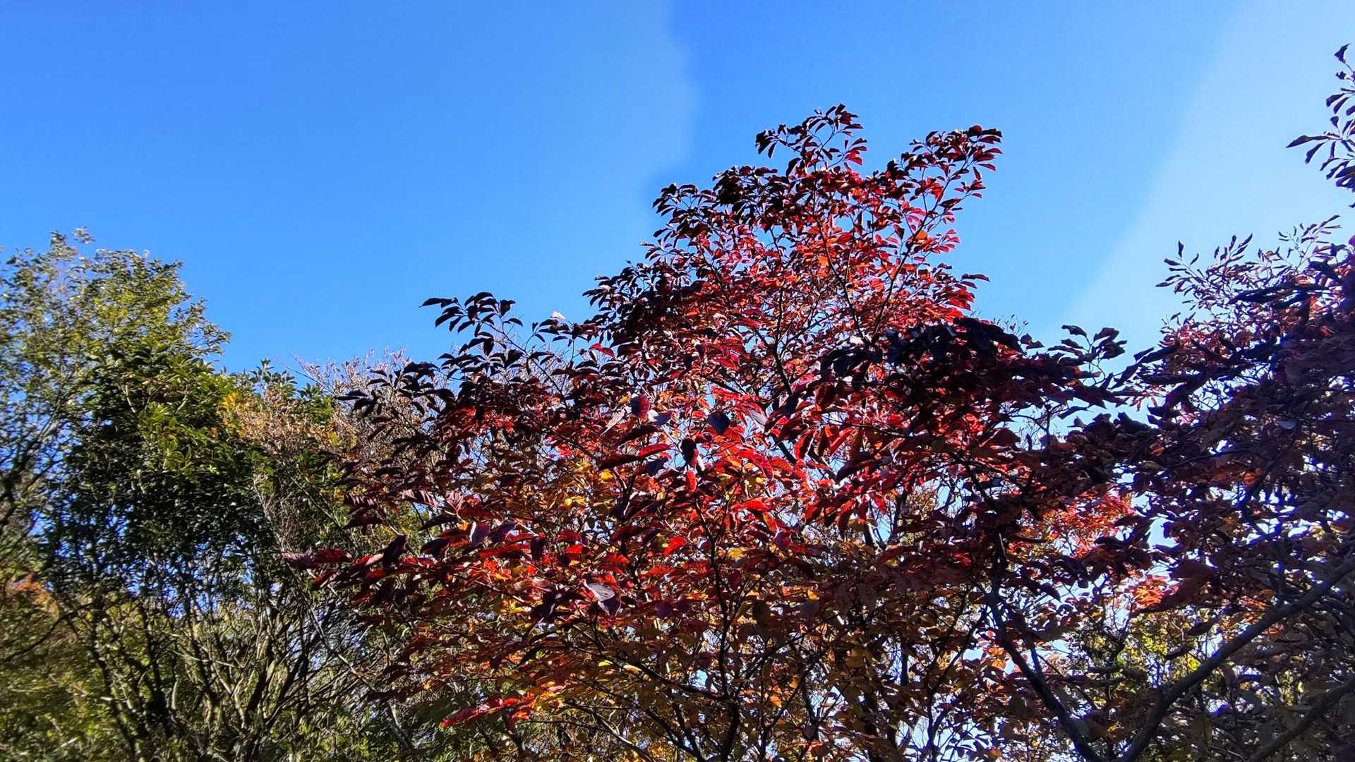 少し紅葉してる木が