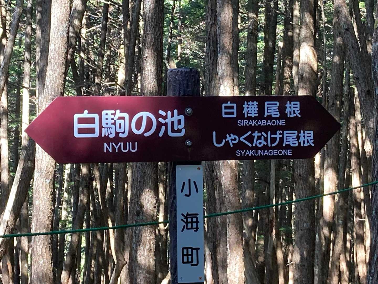 雨池峠-縞枯山-茶臼山-中小場-大石峠-麦草峠-白駒池-ニ 縦走コースの写真