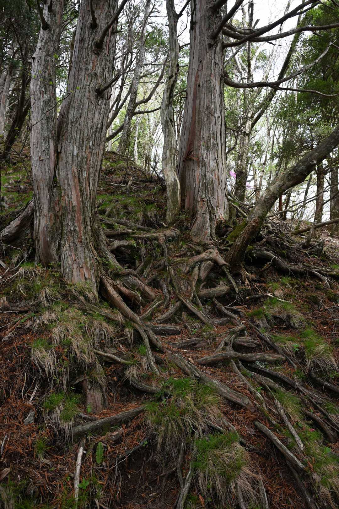 綱繰山へはここを登ります