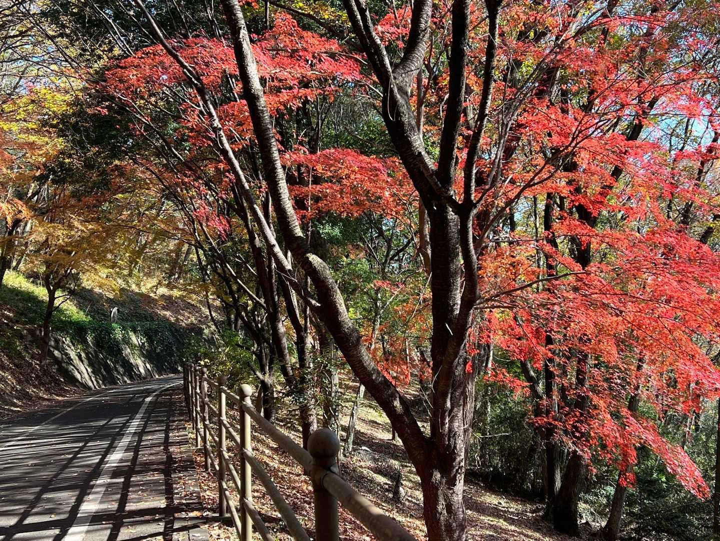 みかも山公園南口登山口-山頂中継広場-三毳神社-中岳 周回コースの写真