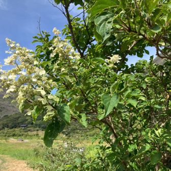 これはかなり確実。くじゅうの夏山ではおなじみですね。
白い円錐状の花序が特徴です。（愛次郎）