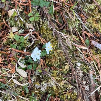 冷水山・百前森山・果無山 可愛い😍　秘密の花園がたのしみ。
