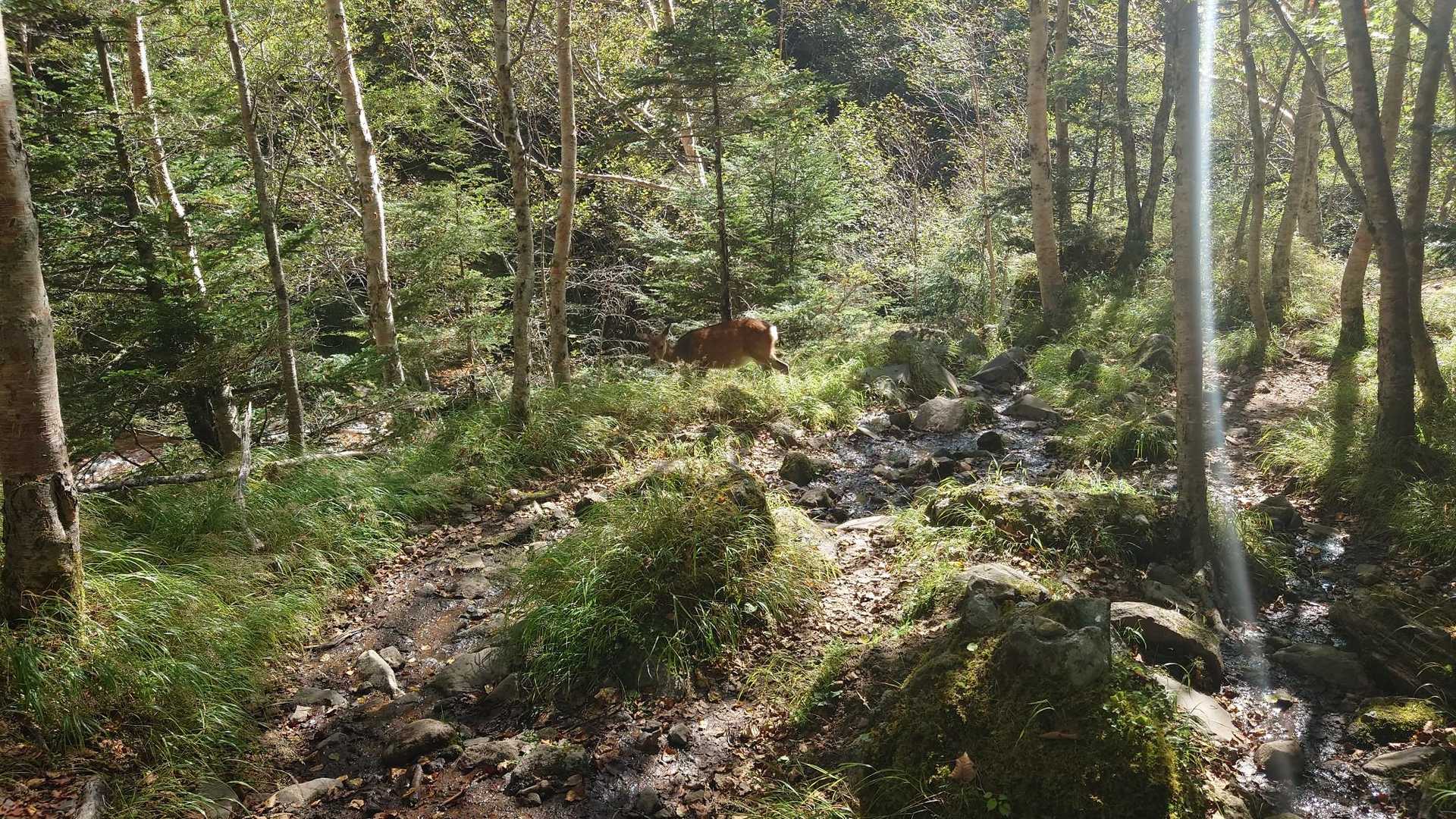 下山途中、鹿🦌発見