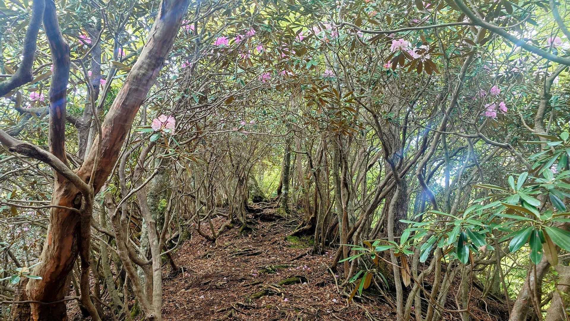 雲早山 周回コースの写真