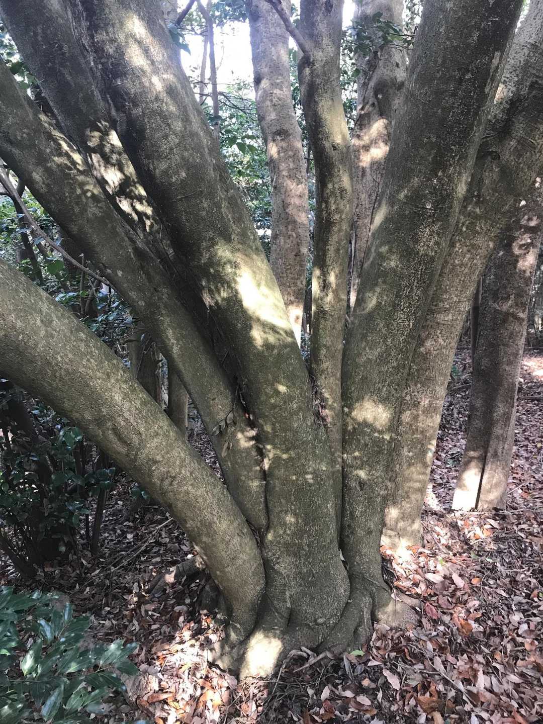 眉山縦走路入口-眉山 往復コースの写真