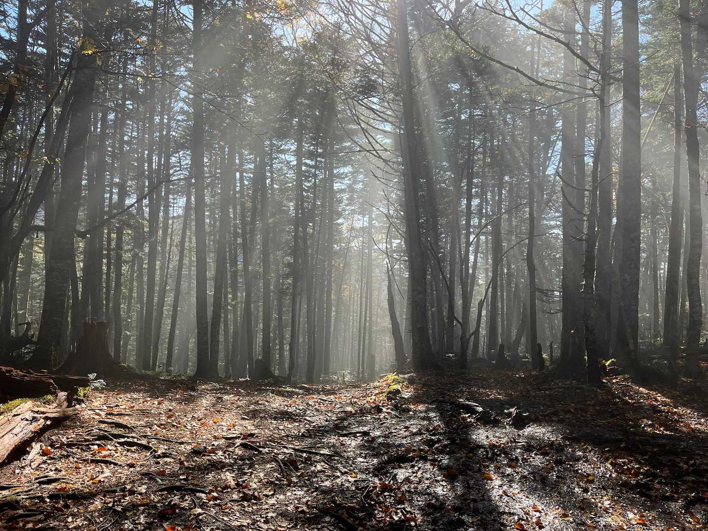 大弛峠-朝日峠-朝日岳-金峰山-北奥千丈岳 周回コースの写真