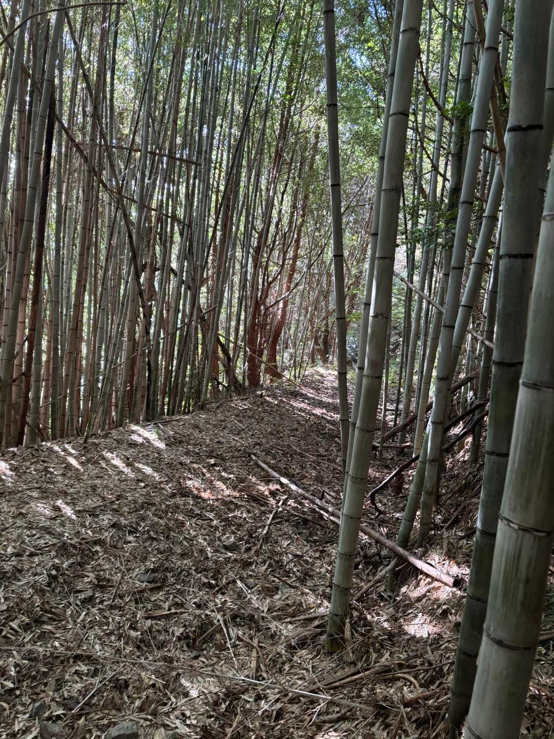 林道が下に見えるのに数mの落差があって降りられなかったり右往左往しながら、ようやく林道に着地😥
この後は急足で🏃‍♀️💨