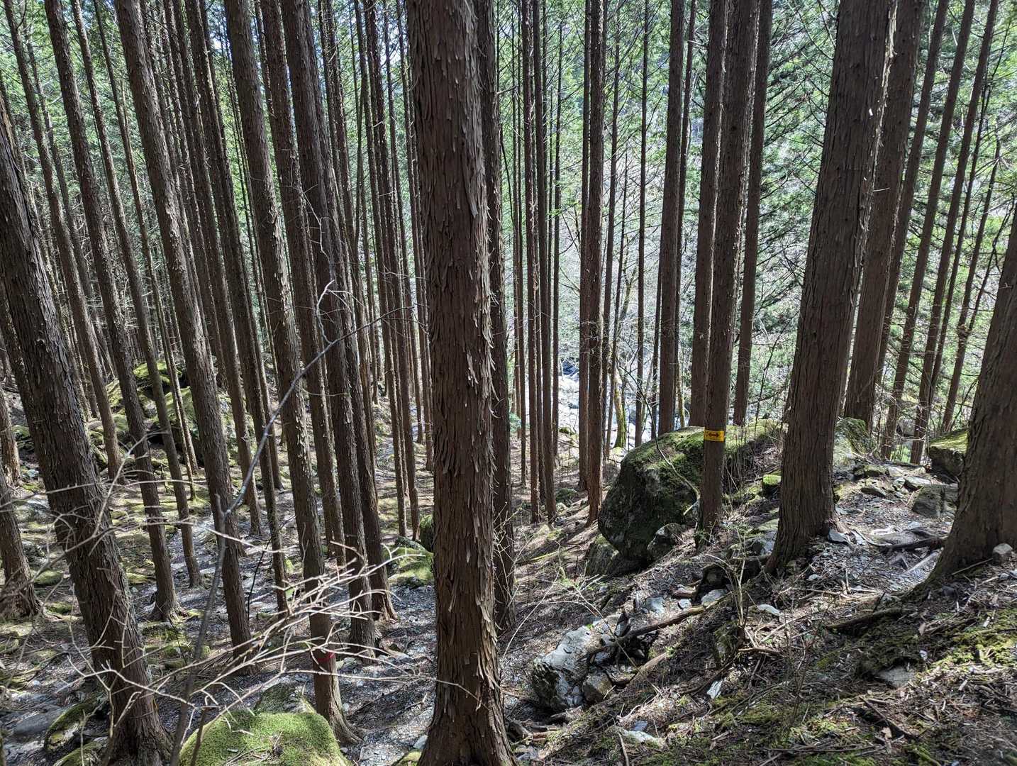 樹林帯　すっくと伸びる針葉樹たち🌲