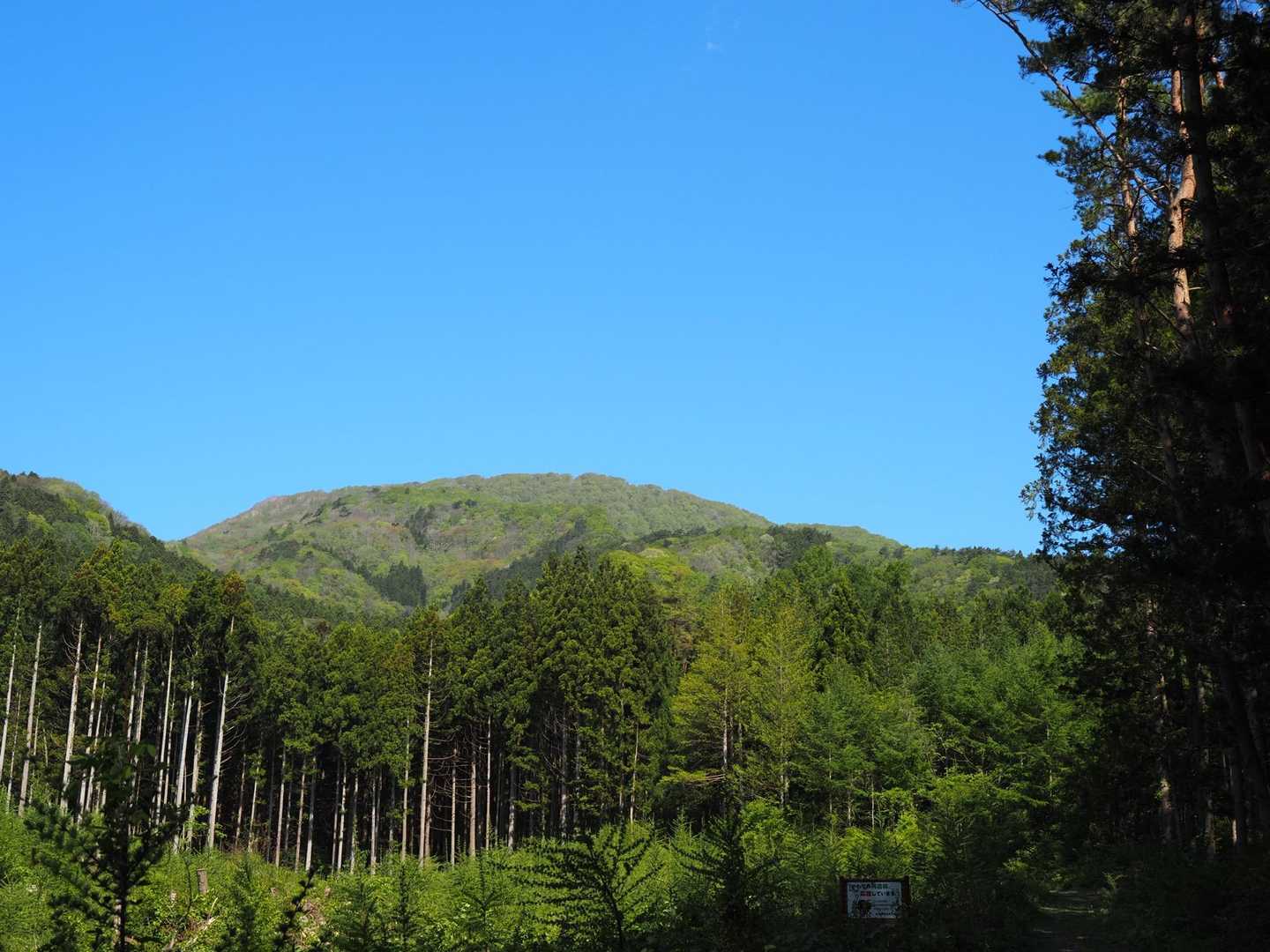 デデン！
こたつ山