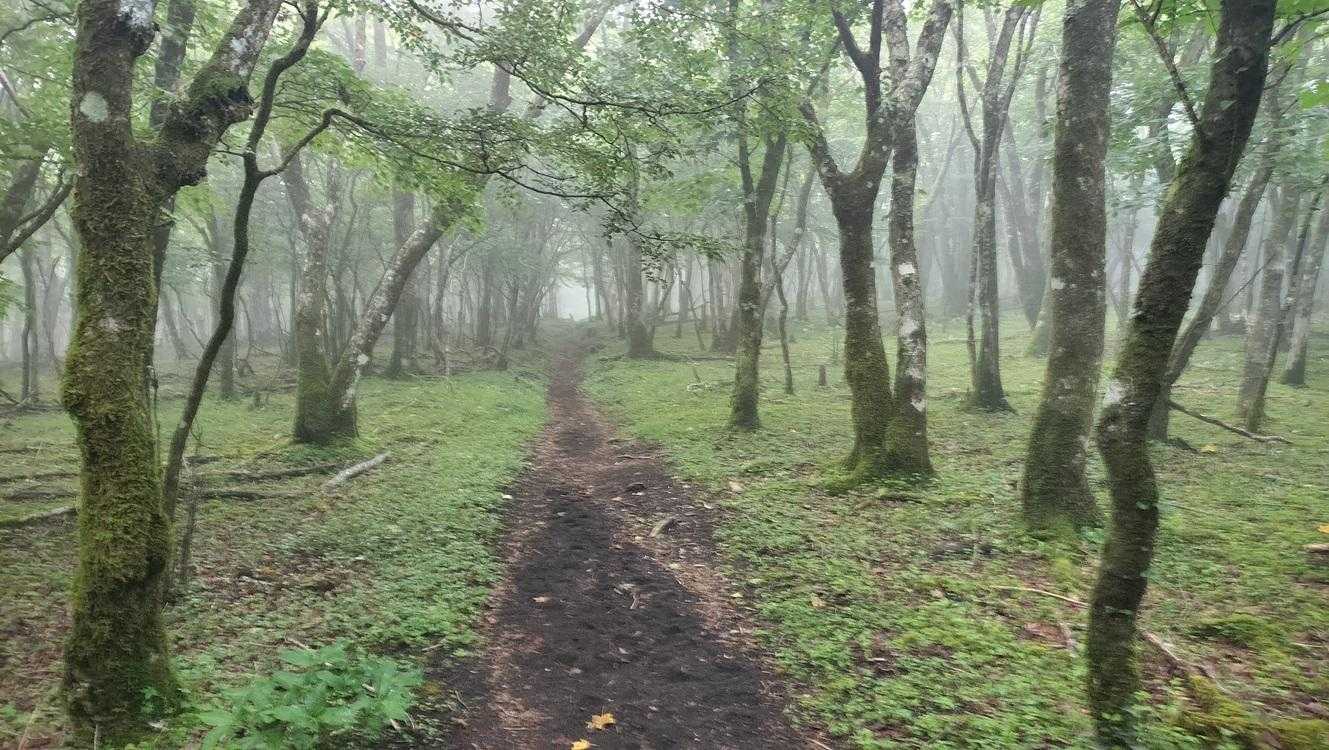 三国山に近づくにつれ、また霧が濃くなってきました。おかげでホントに涼しい。猛暑がうそのよう。