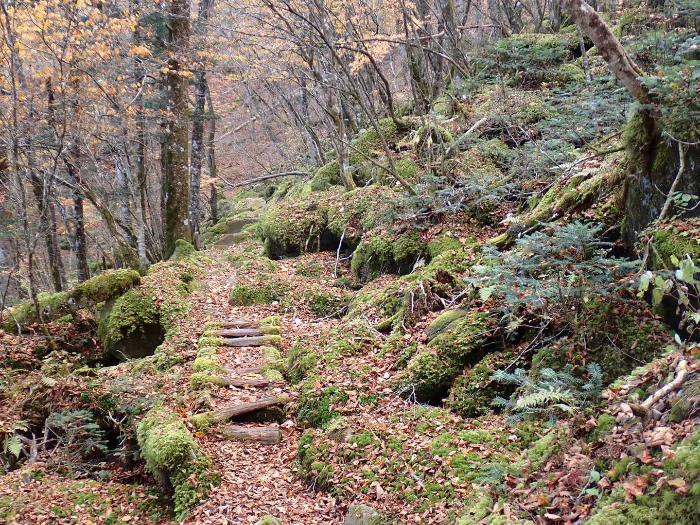 苔むす岩