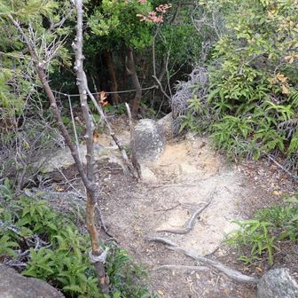急斜面を下山して行きます、大海山ありがとう😊