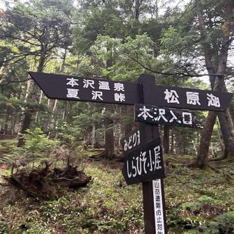 しらびそ小屋へ。