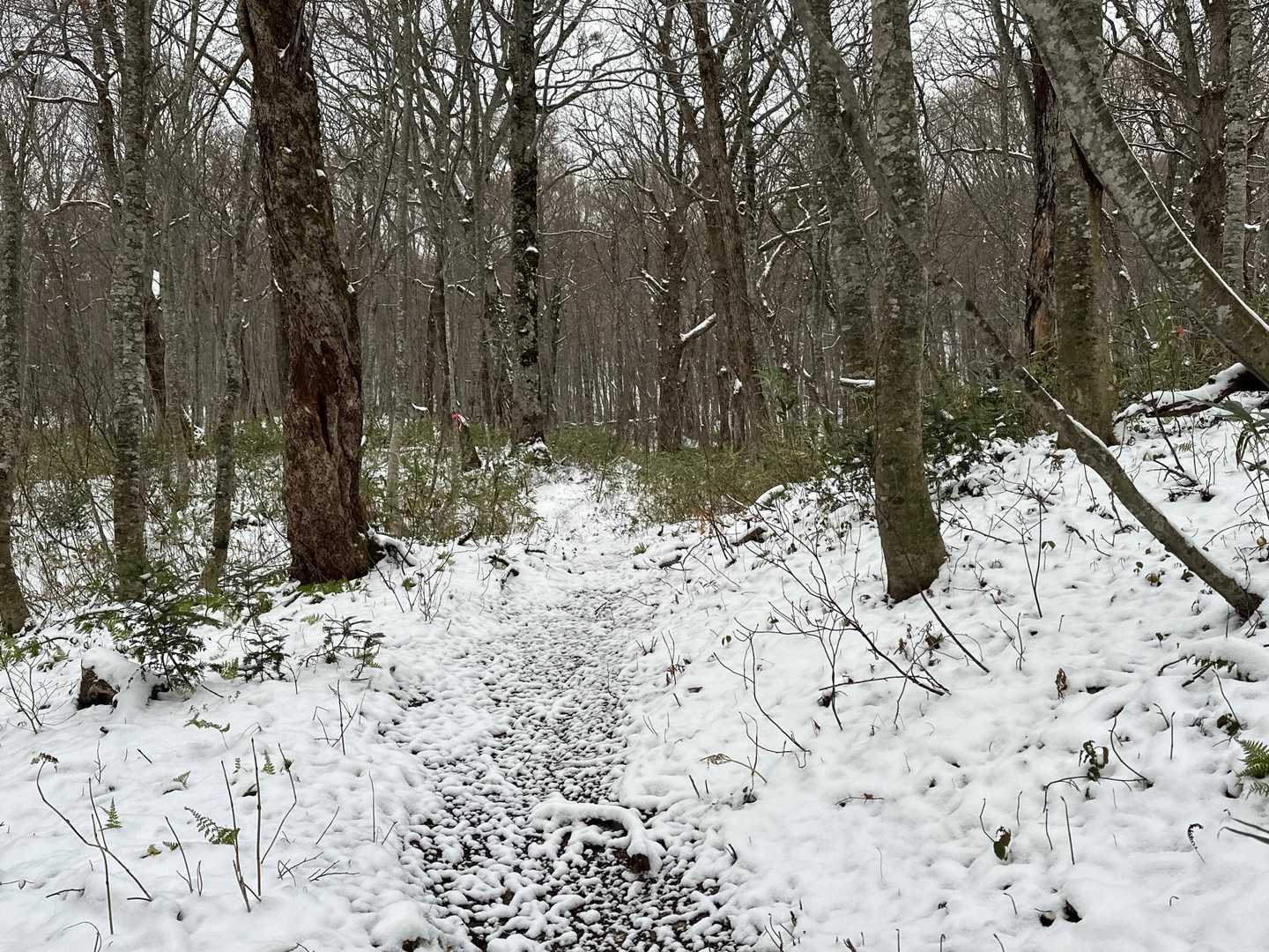 登山道はぬかるみ多く歩きにくいです。