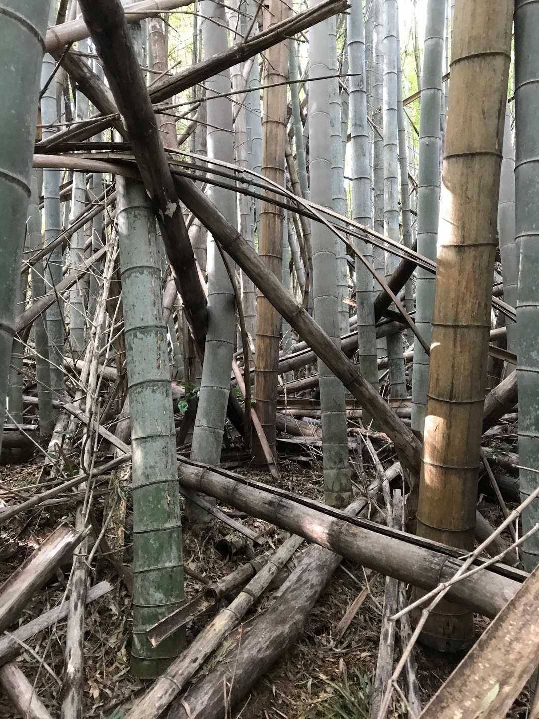 こんな所入って行けるかよ💢❗️ってことで山頂見るだけ😓弥勒山