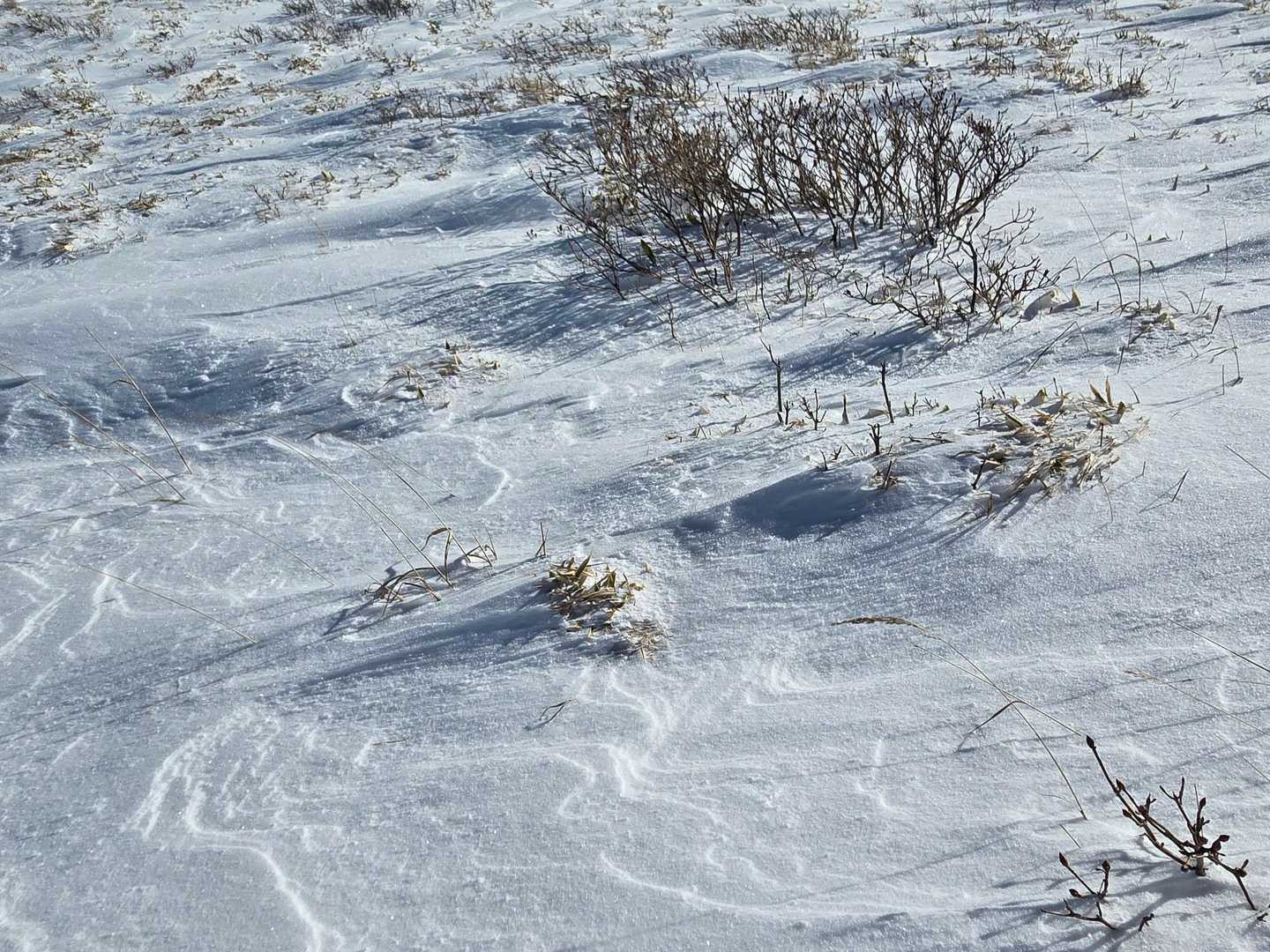❄✨