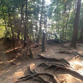 京都一周トレイルの分岐に出ます