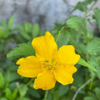 ヤマブキ🌸