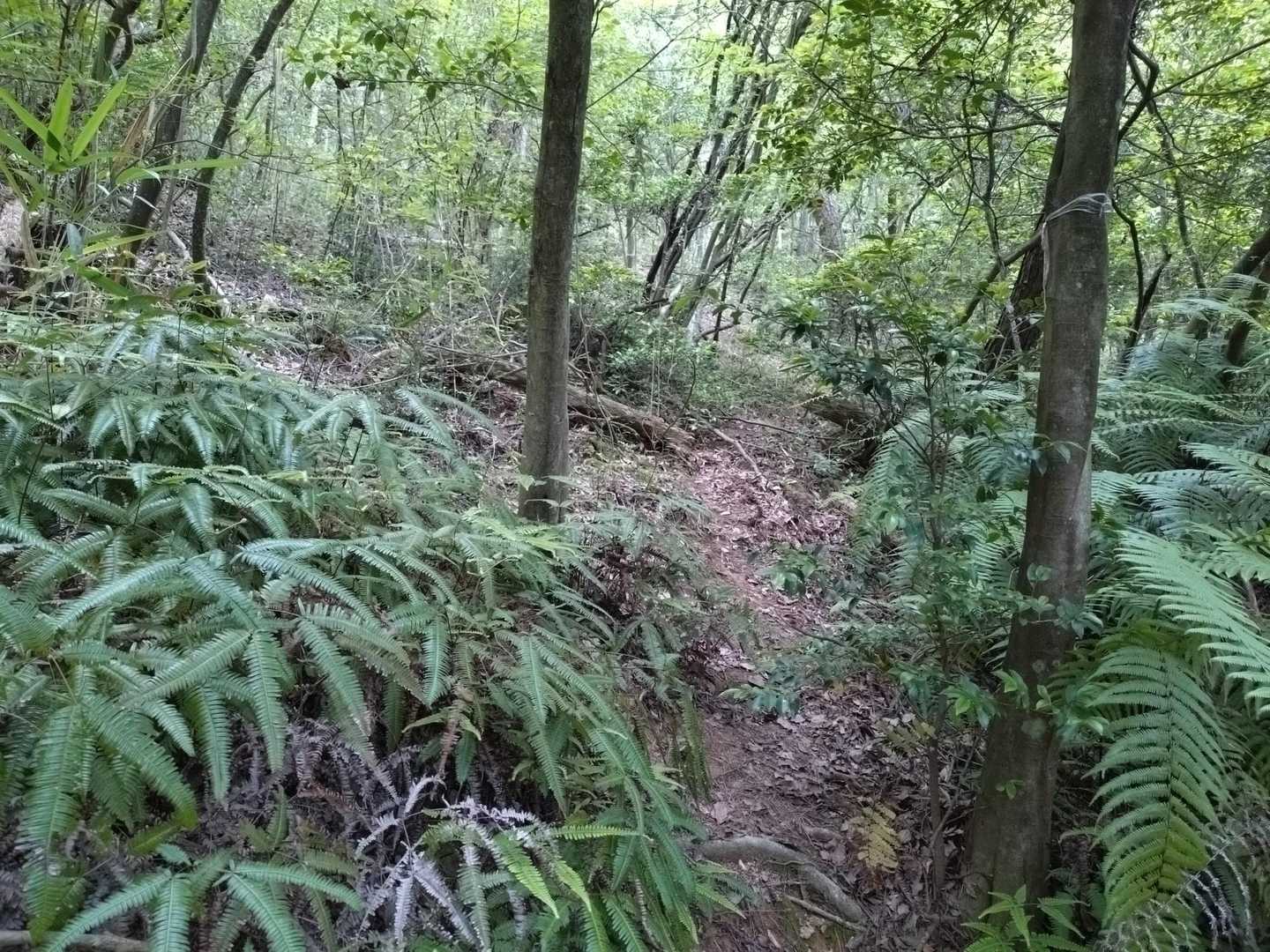 鳥ケ佐古山の山頂近くになり…
たぶんこの向こう🌿🌿に山頂があるんだろうなぁ…
ピンテ見えてるなぁ〜ど〜しよっかなぁ～🙄