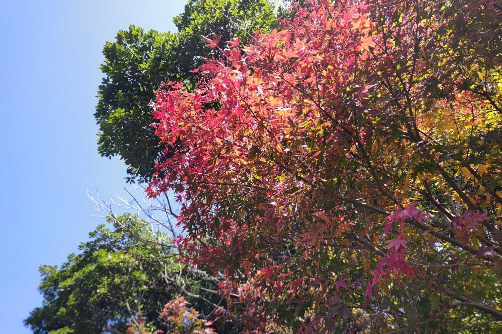 冠嶽神社までの道、あちこち紅葉していました🤩✨