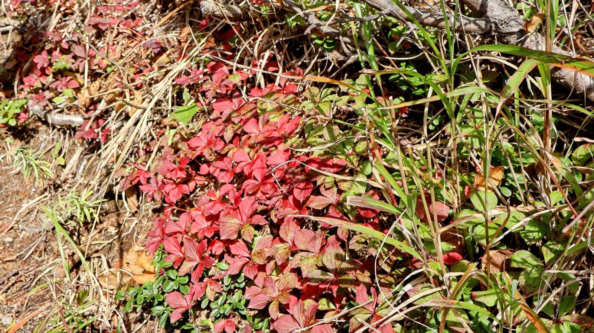 早速紅葉が🍁
って、これは何の葉でしょう？

ゴゼンタチバナでした😃