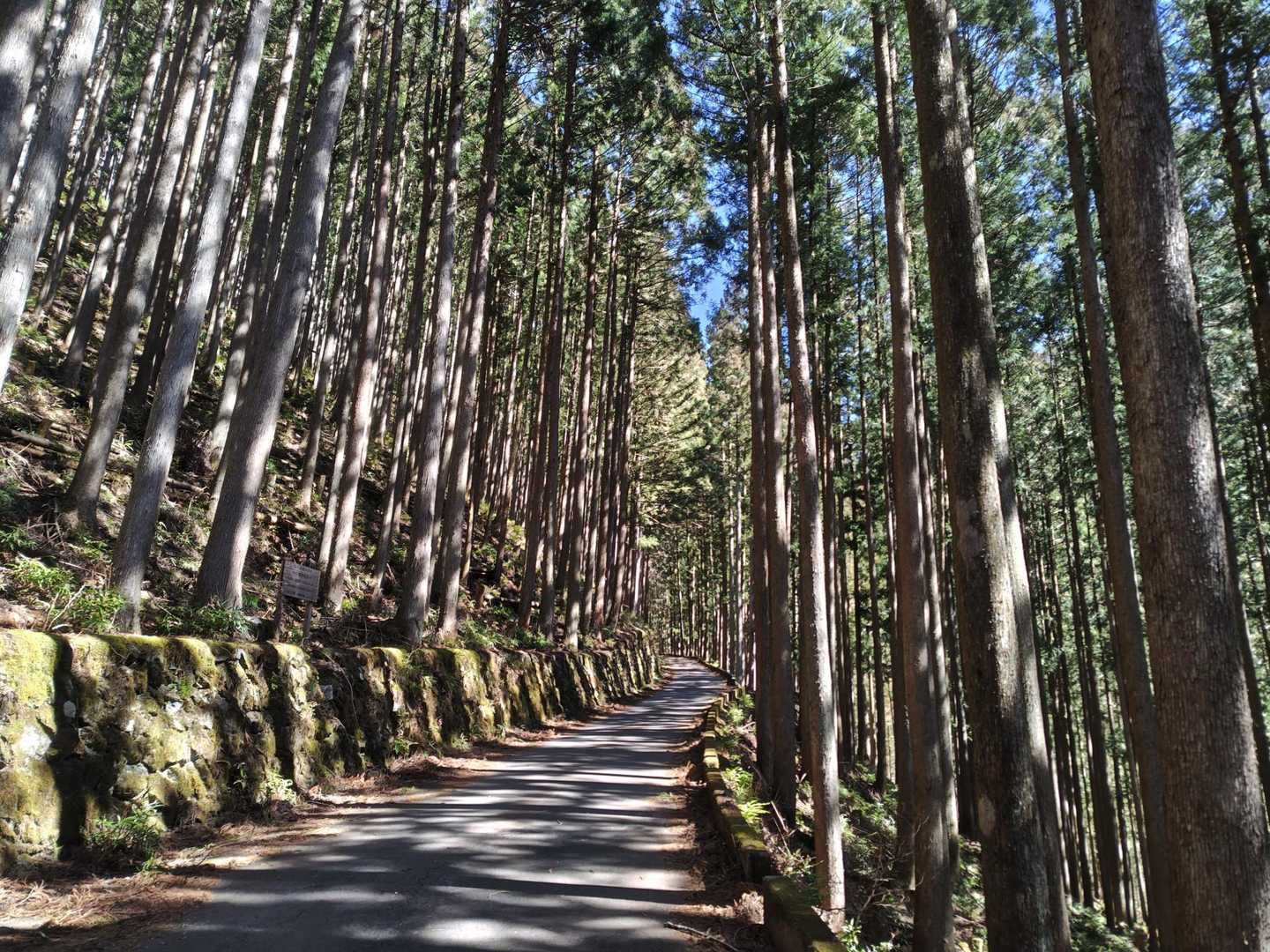 ずっと植林🌲🌲道が続きますが花粉はまだ飛んでなかったようで🤧セーフでした
思ってたより気温🌡️高く、歩き出したら着込んだ👕１枚２枚と脱ぐ事に