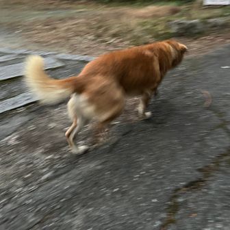 すると、くりこちゃん走って現れた！




年始早々楽しかったよ

おしまい🎍
