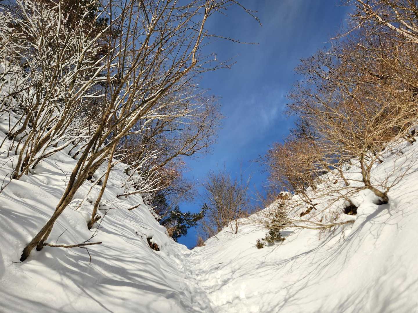 金糞峠-北比良峠-カモシカ台 周回コースの写真